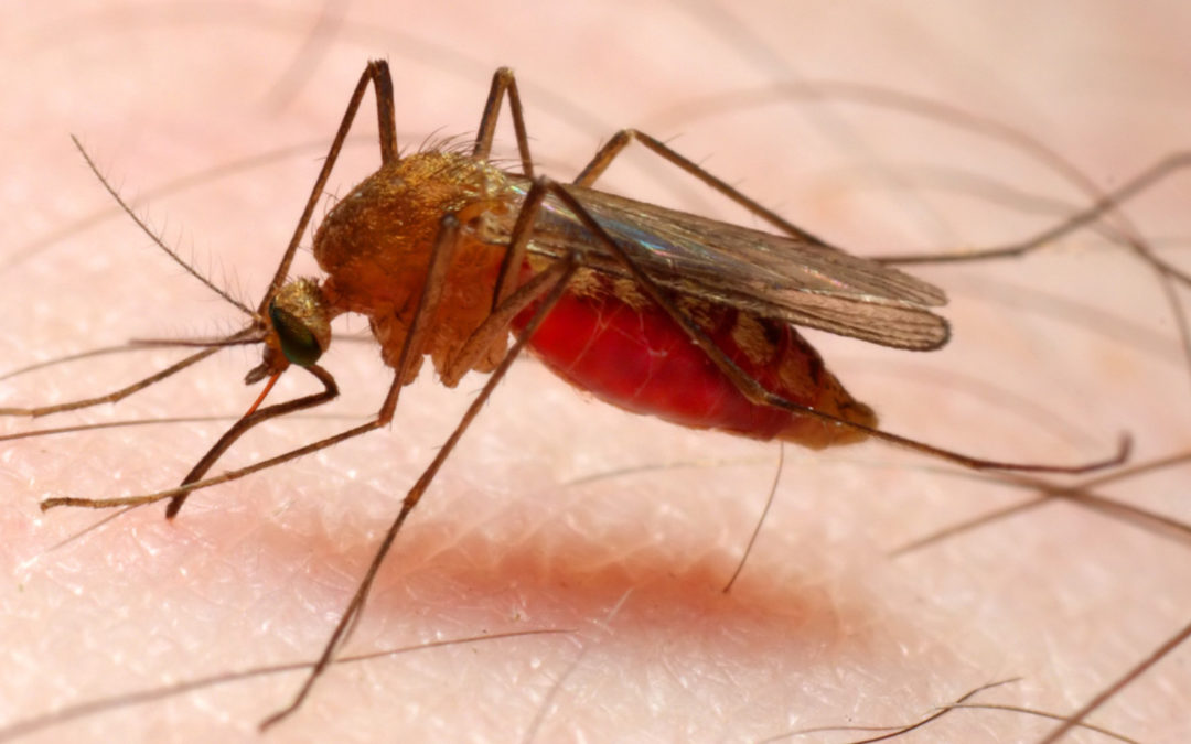 La malaria aumentó 56,7% con respecto a 2015