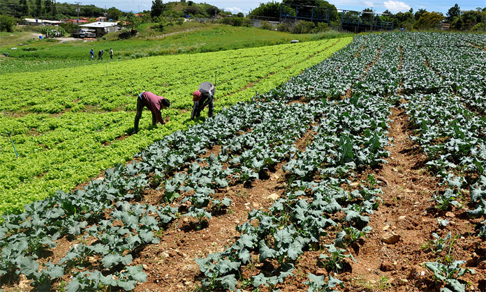 La producción agrícola satisface entre 10% y 45% del consumo en Venezuela