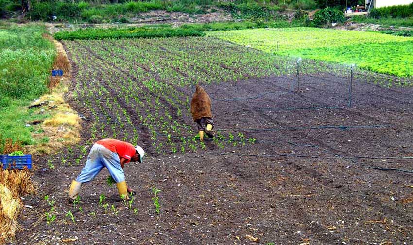 Productores agrícolas sembraron 40% menos este año