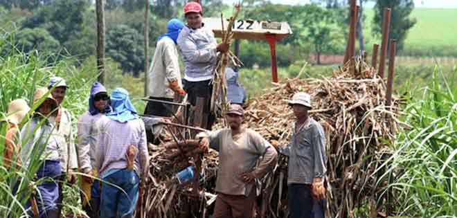 Fesoca: La producción de azúcar es nula