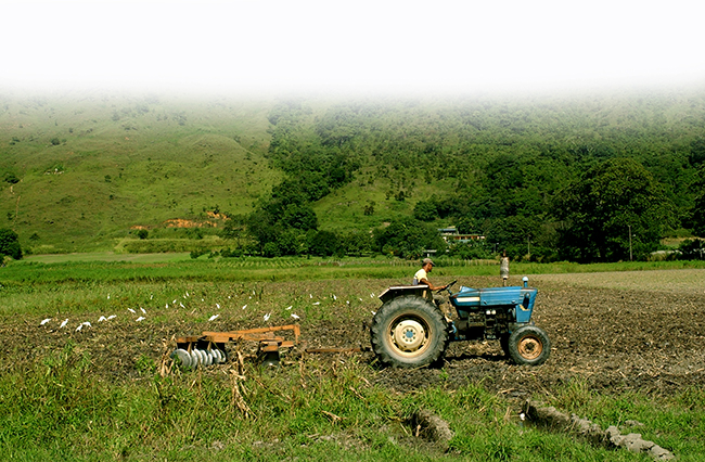 Diez años de retroceso: Carabobo produce 87% menos azúcar