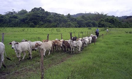 Cae producción de ganado de carne en Lara