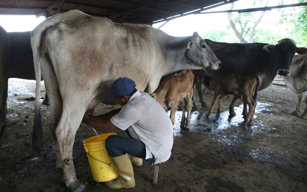 Producción de leche cae a cuatro millones de litros