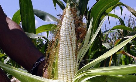 Cosecha de maíz blanco alcanzaría hasta marzo de 2017