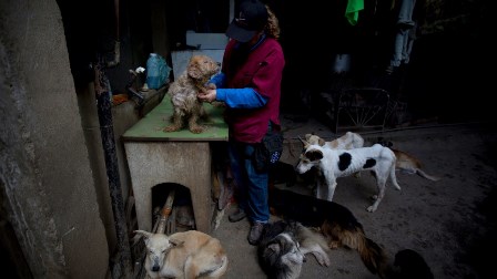 Las mascotas son otras víctimas del hambre en Venezuela