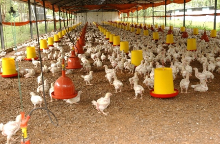 Producción de pollo de Proagro está a 48% de su capacidad