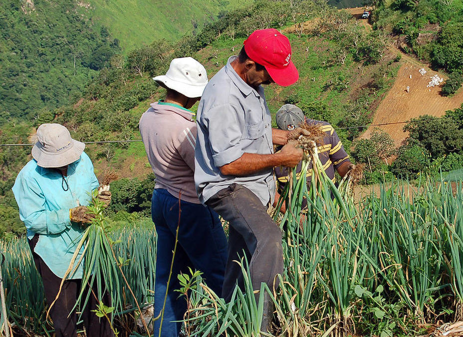 Agricultura de El Jarillo afectada por precios de insumos