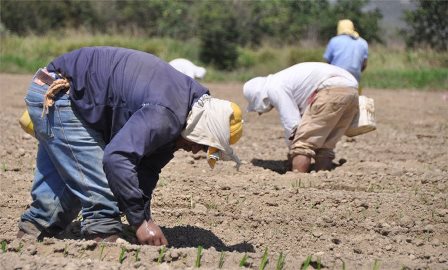 Agricultura devastada por males ya advertidos