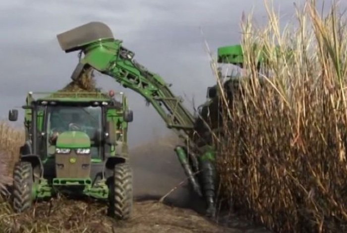 Cañicultores luchan contra el mercado negro y las importaciones