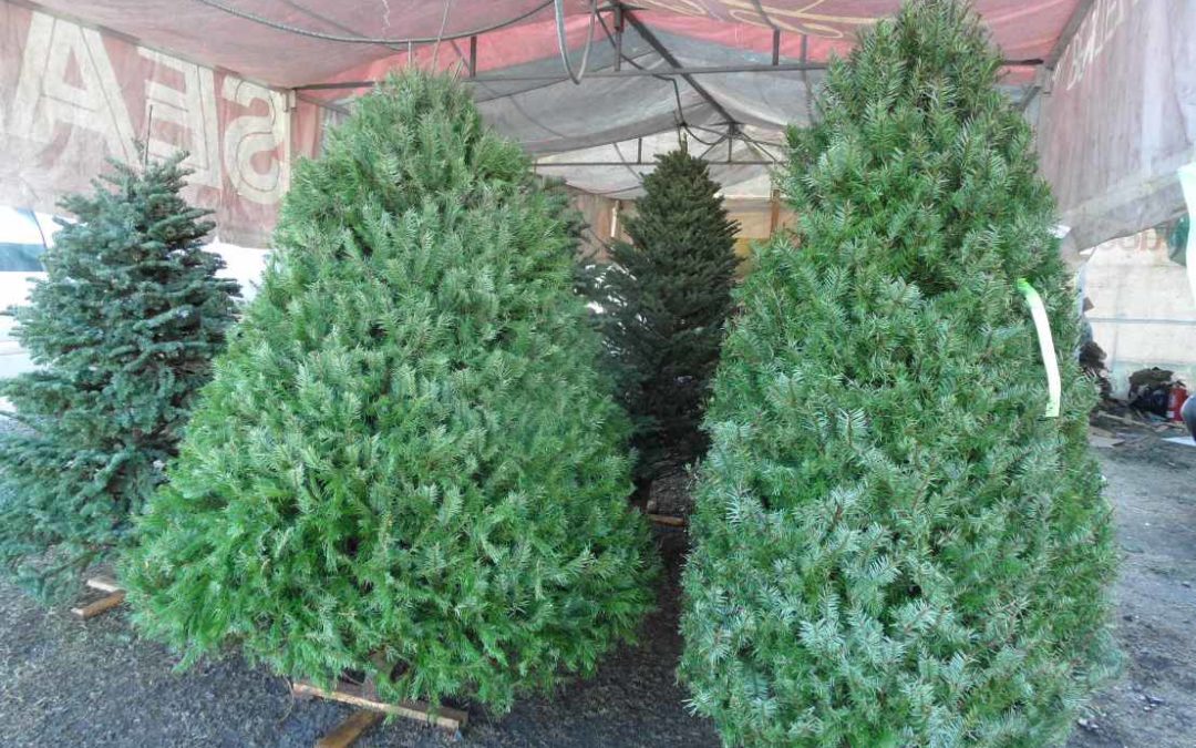 Los precios de un árbol de Navidad van desde Bs 600 mil