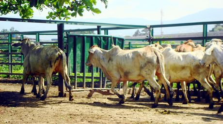 Ganaderos denuncian que inseguridad afecta producción y distribución de carne