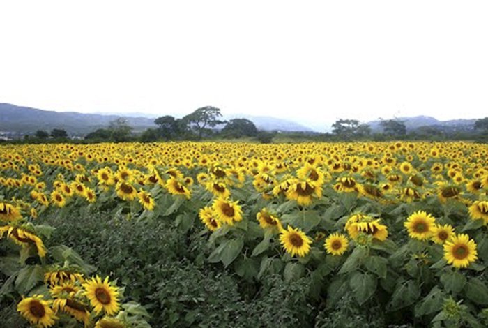 Las señales son negativas para sector agrícola