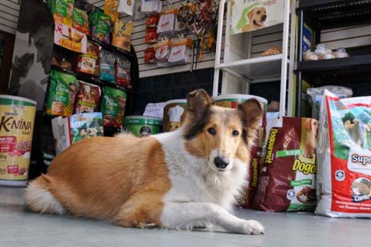 Dueños de mascotas también sufren crisis de escasez e inflación