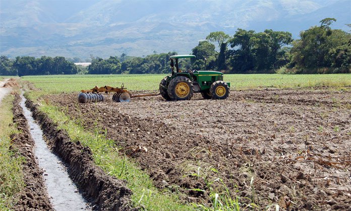 Productores del estado Portuguesa han podido sembrar solo el 45% del maíz que tenían proyectado