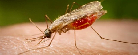 Venezuela y Haití no lograron disminuir incidencia de malaria en 2016