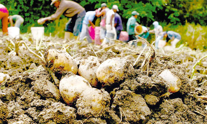 Cultivo de hortalizas se redujo 30 % con respecto a 2015