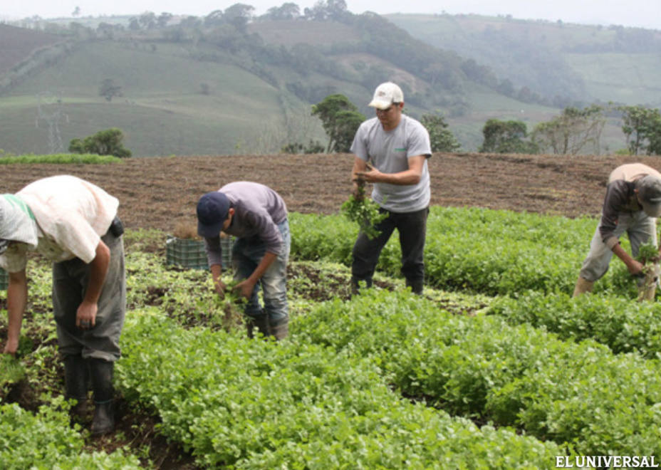 Productores del campo afectados por altos precios de insumos