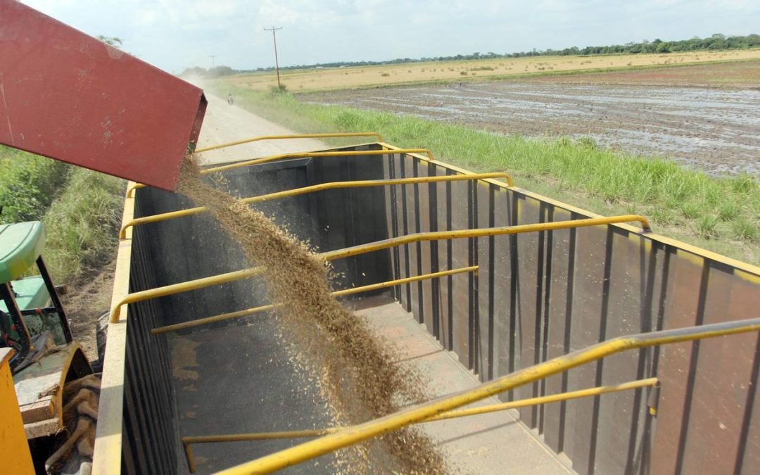 Fedeagro alerta que 80% de los productores no está preparado para ciclo de siembra