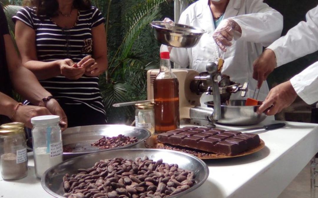 Alerta por descenso de producción de cacao en últimos cinco años