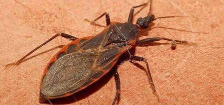 Advierten riesgo por cambio de comportamiento del vector transmisor del Mal de Chagas