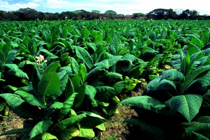 Fedeagro solicita insumos para garantizar producción nacional