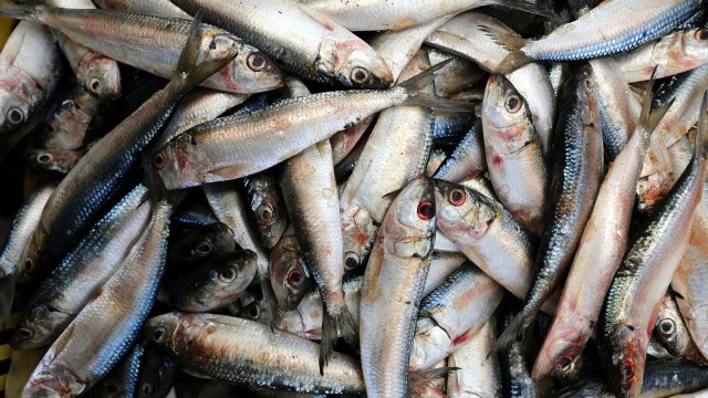 Apenas 18% de los hogares venezolanos consume pescado