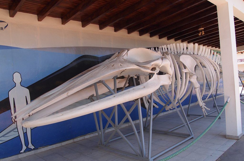 Cierra el Museo Marino de Margarita por falta de recursos