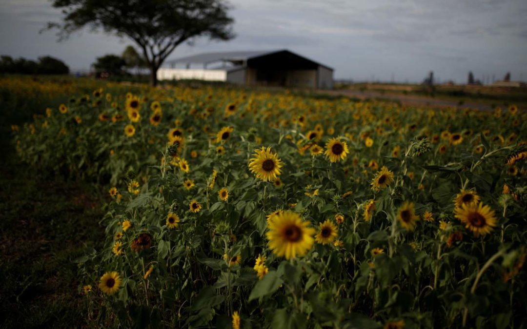 Sidor siembra girasoles mientras la producción de acero se desploma