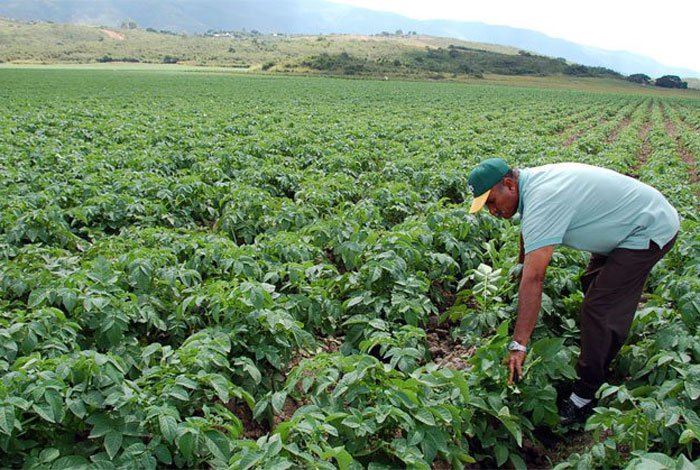 Los inventarios de semillas para la producción son bajos