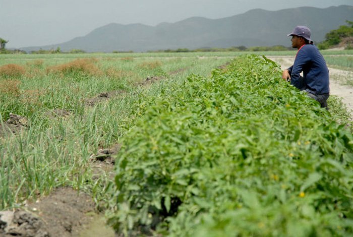 En más del 70% mermarán cosechas agrícolas este año en Lara