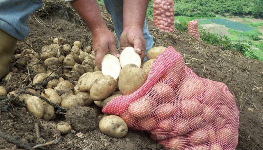 Productores de occidente donarán hortalizas y frutas que no distribuirán al resto del país