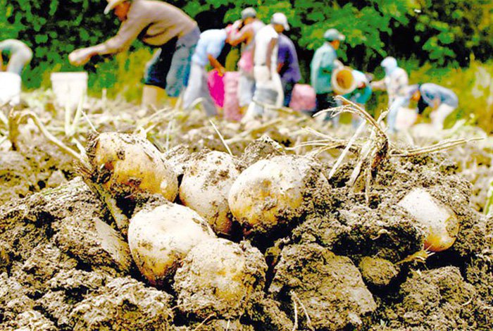 Agricultores de Lara piden importación de semilla de papa