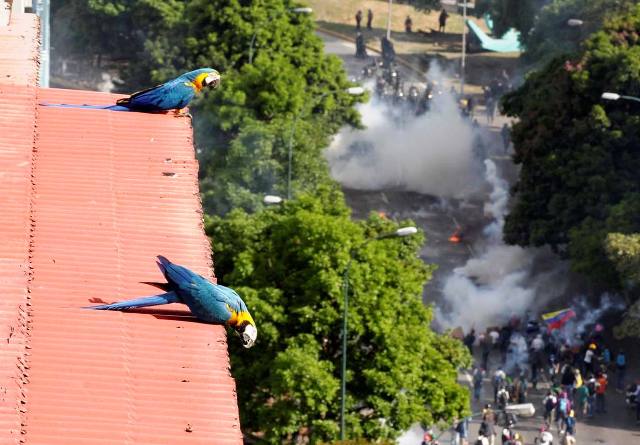 Gases lacrimógenos también dañan la fauna caraqueña