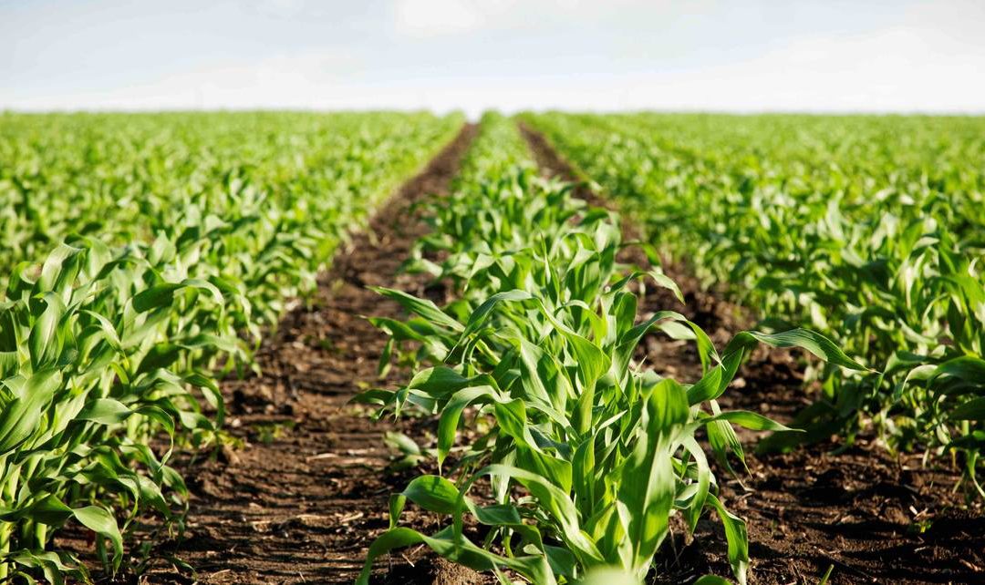 Agricultores colombianos reúnen alimentos para venezolanos