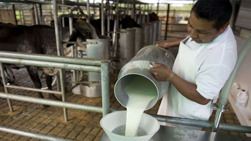 Sector lácteo busca soluciones a la falta de envases