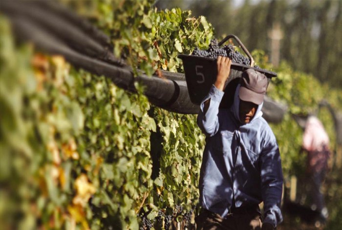 Fedeagro estimó que la producción nacional podría caer entre el 17 y 20 % este año