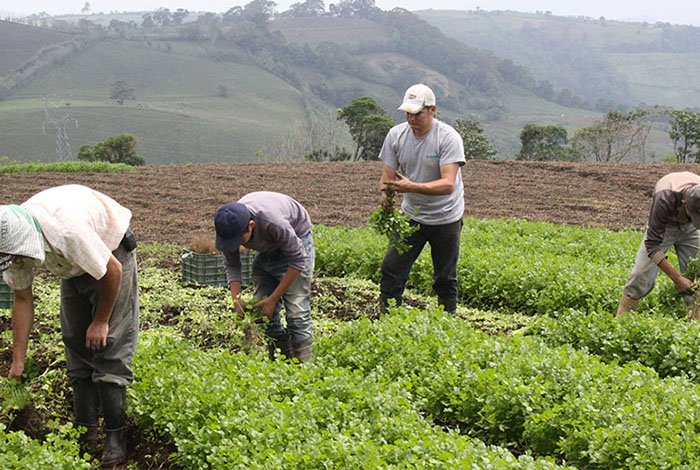 Pedro Rivas: Sector agrícola nacional cayó entre 60% y 70% en este año