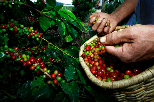Nueva vida: Profesionales venezolanos trabajan como recolectores de café en Colombia
