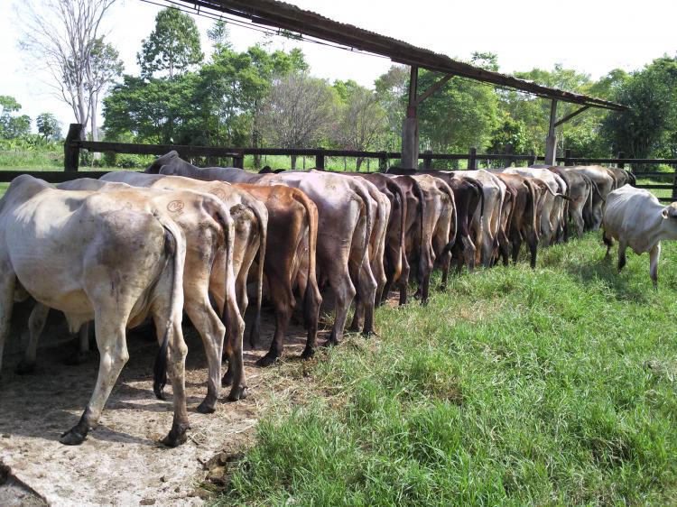 Fedecámaras Carabobo rechaza los actos vandálicos en fincas y haciendas