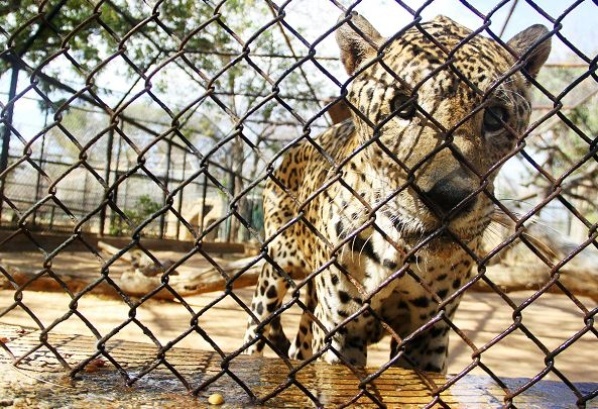 Crisis país también golpea a animales del zoológico Metropolitano del Zulia
