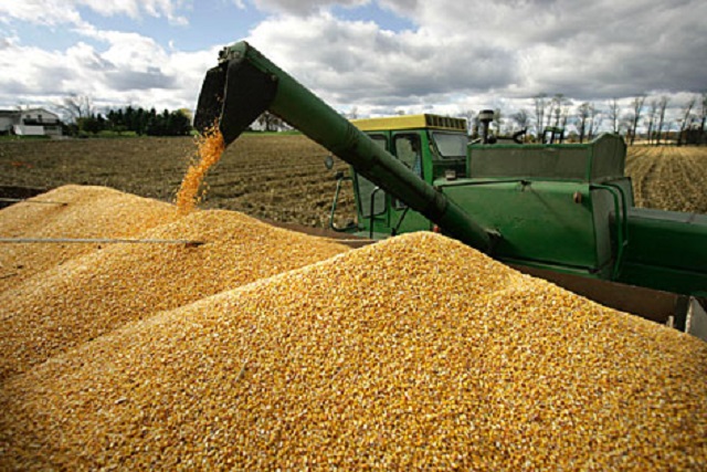 En 58% se redujo la producción de maíz blanco y amarillo en los últimos 10 años