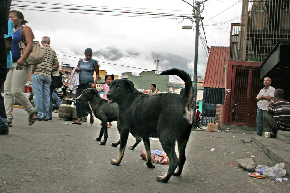 Abandono de mascotas: la otra cara de la crisis