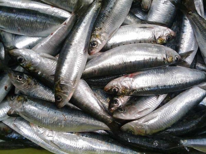 En cuatro meses, el precio de uno de los pescados más baratos subió entre 650% y 733%