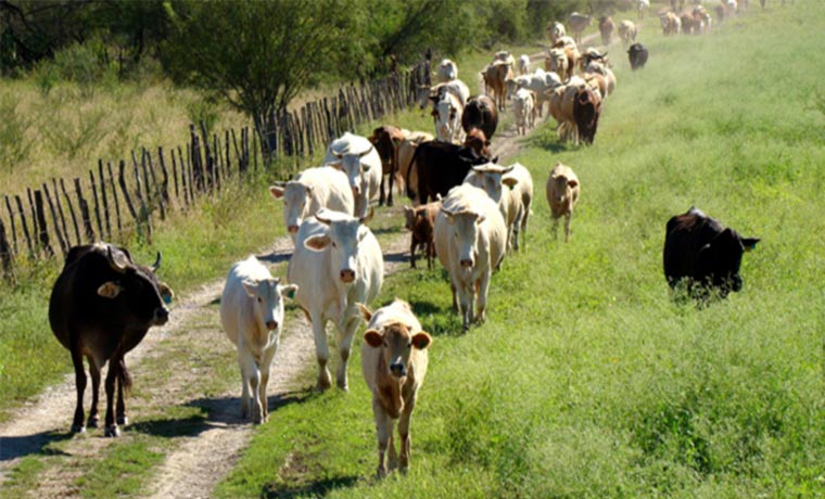 Ganaderos del Lago de Maracaibo denunciaron falta de vacunas contra la fiebre aftosa