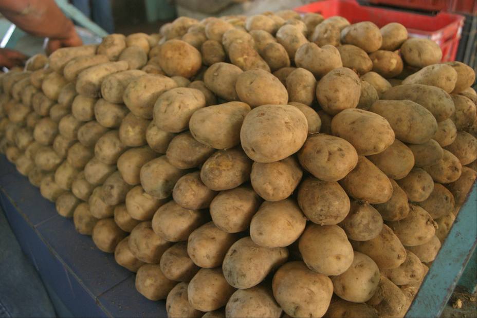 Producción de papas en Venezuela entra en peligro de extinción