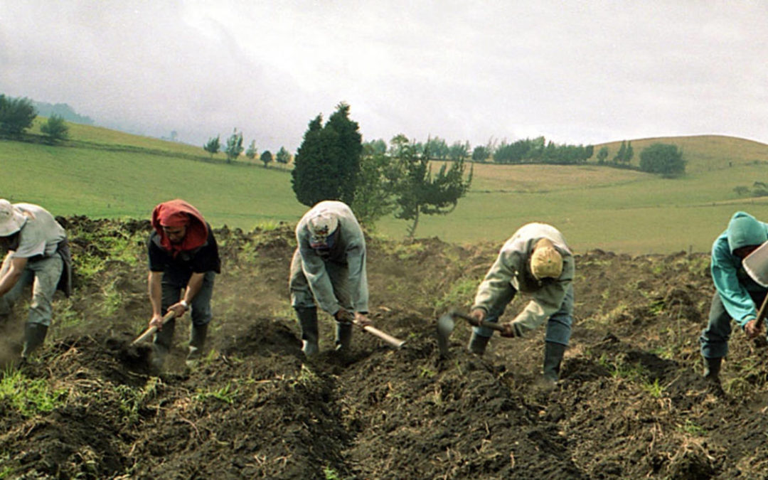 Fedeagro: Min Agricultura Urbana no recuperará la soberanía alimentaria