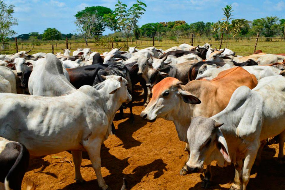 Caída de 50% de la producción ganadera desata una crisis en el sector