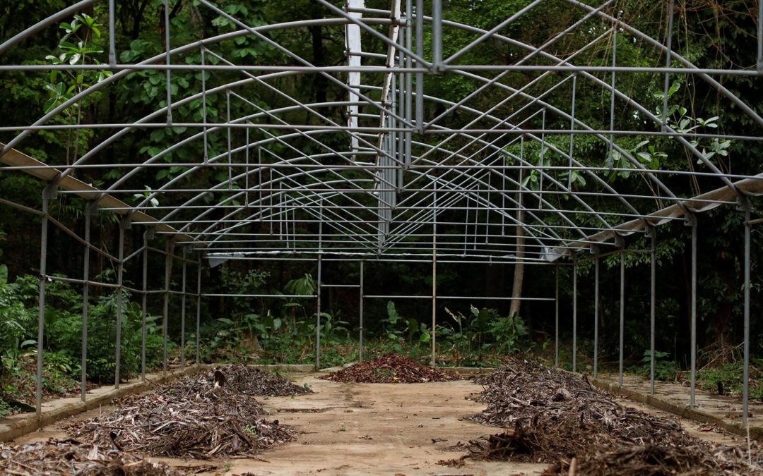 En peligro de desaparecer más de 200 años de investigación en el Jardín Botánico