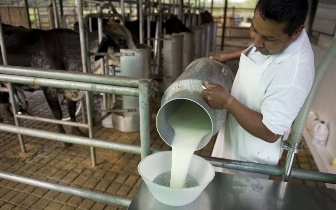 Trabajan a perdida: En riesgo producción de leche en Táchira