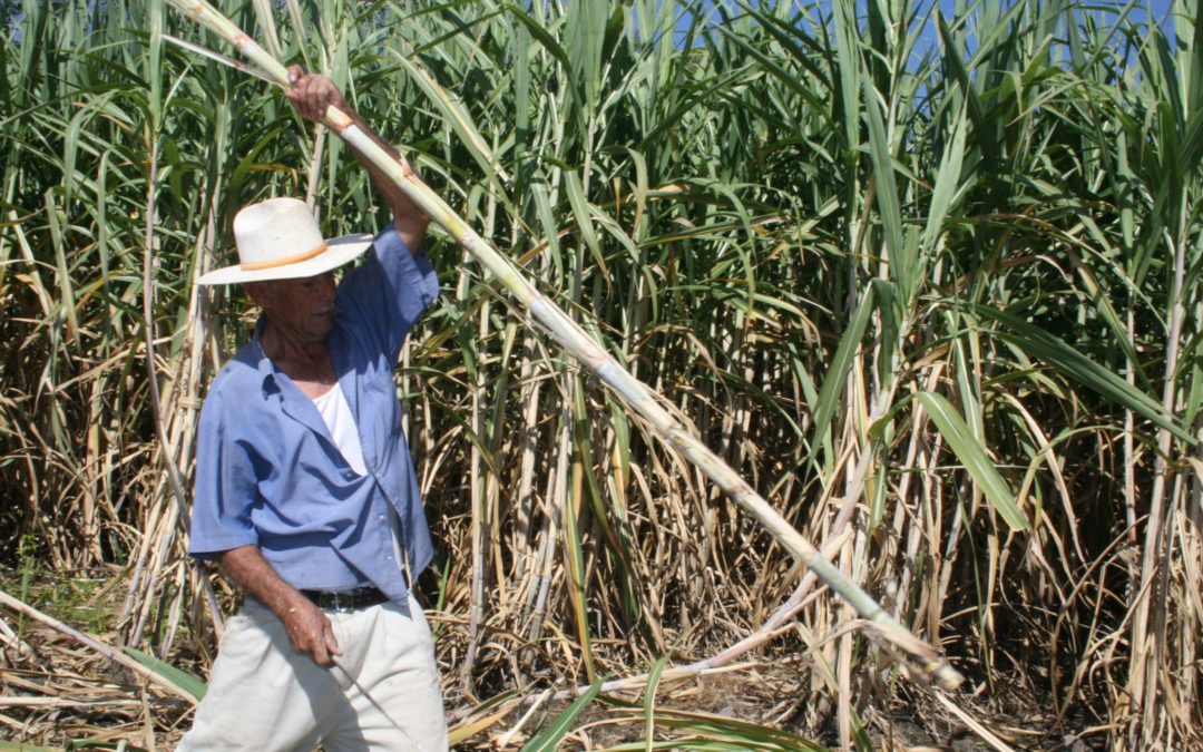 Producción de caña de azúcar se ubica en niveles de 1957